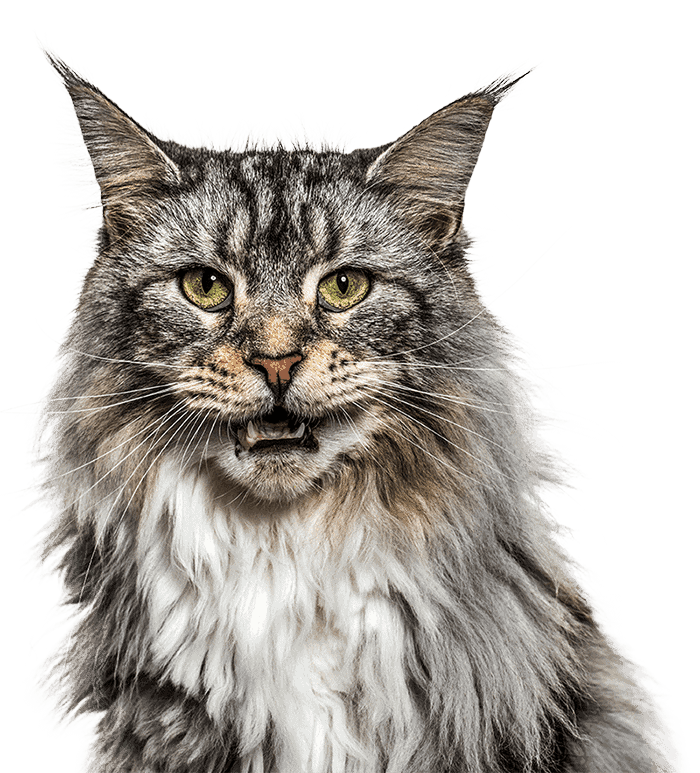 Long hair cat Long hair cat