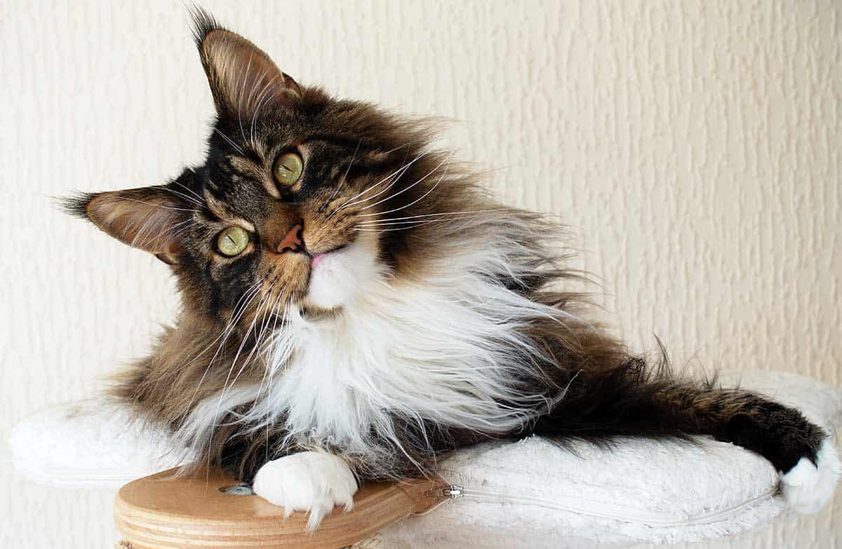 A Maine coon looking curious A Maine coon looking curious