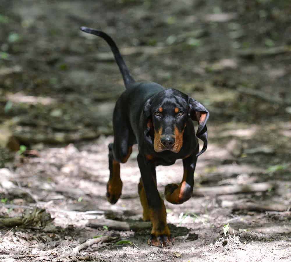 Hound dog on a trail Hound dog on a trail