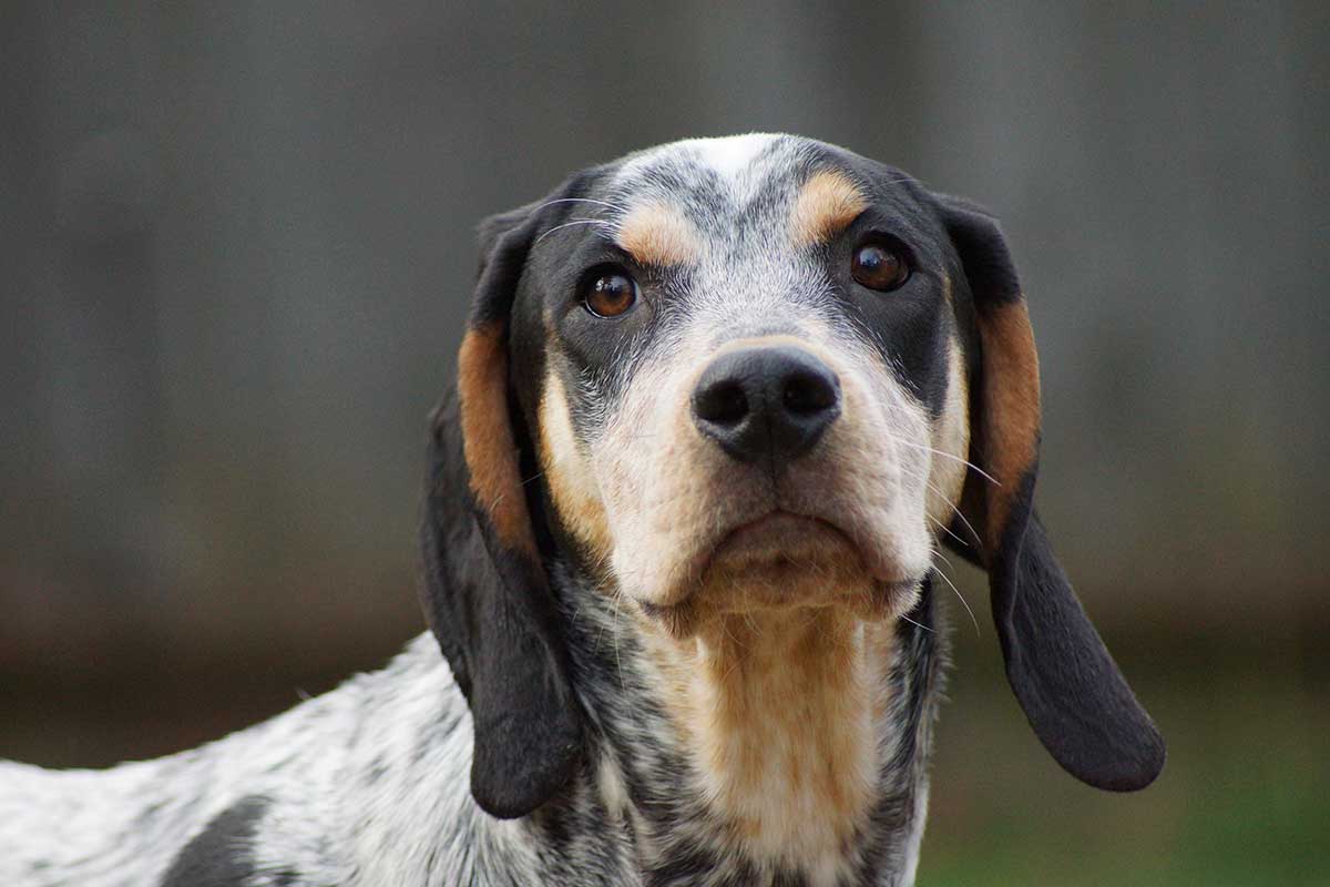 A hound looking forward A hound looking forward
