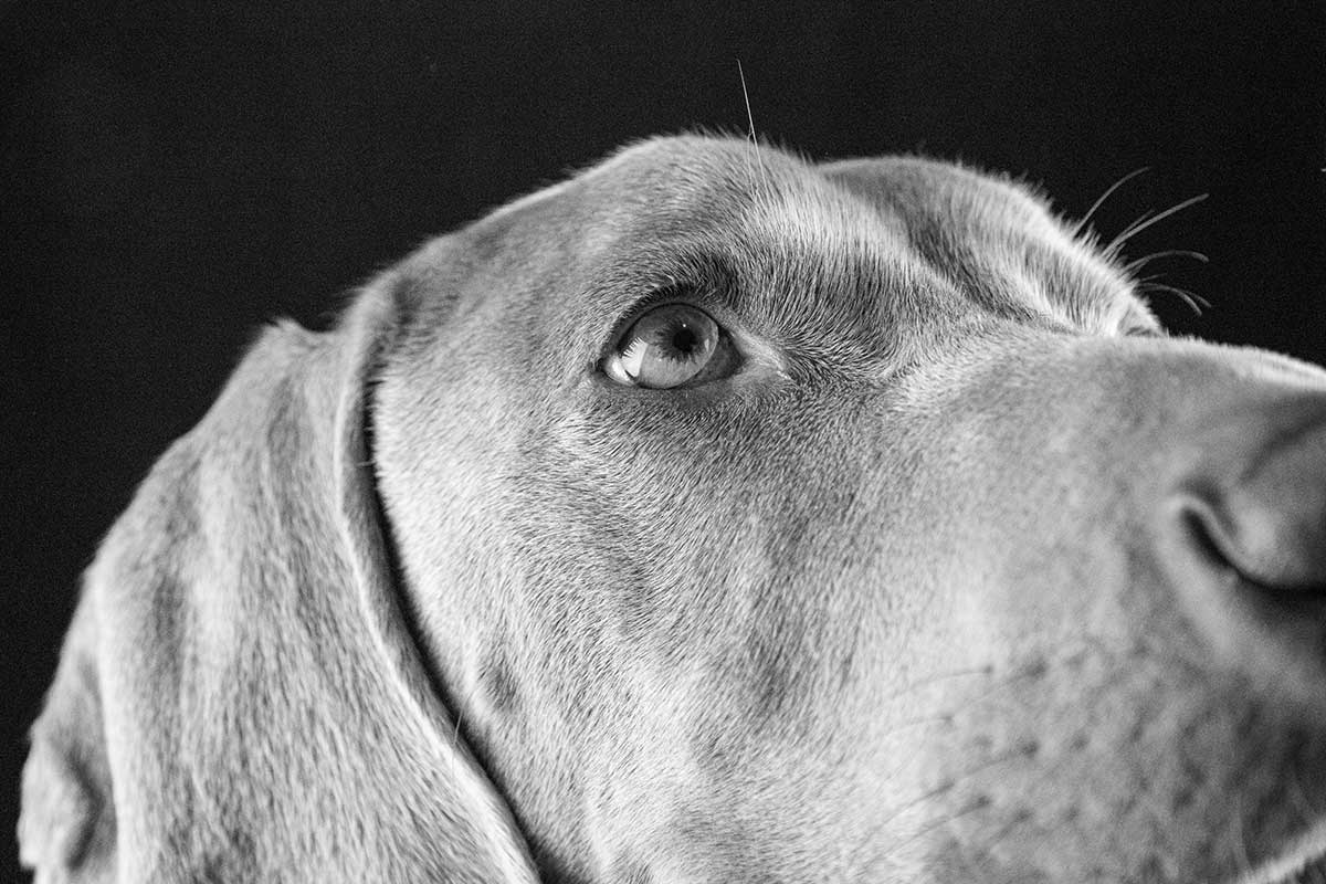 A hound up close A hound up close