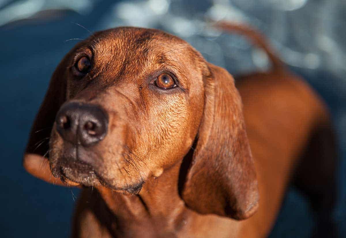 A hound in a field A hound in a field