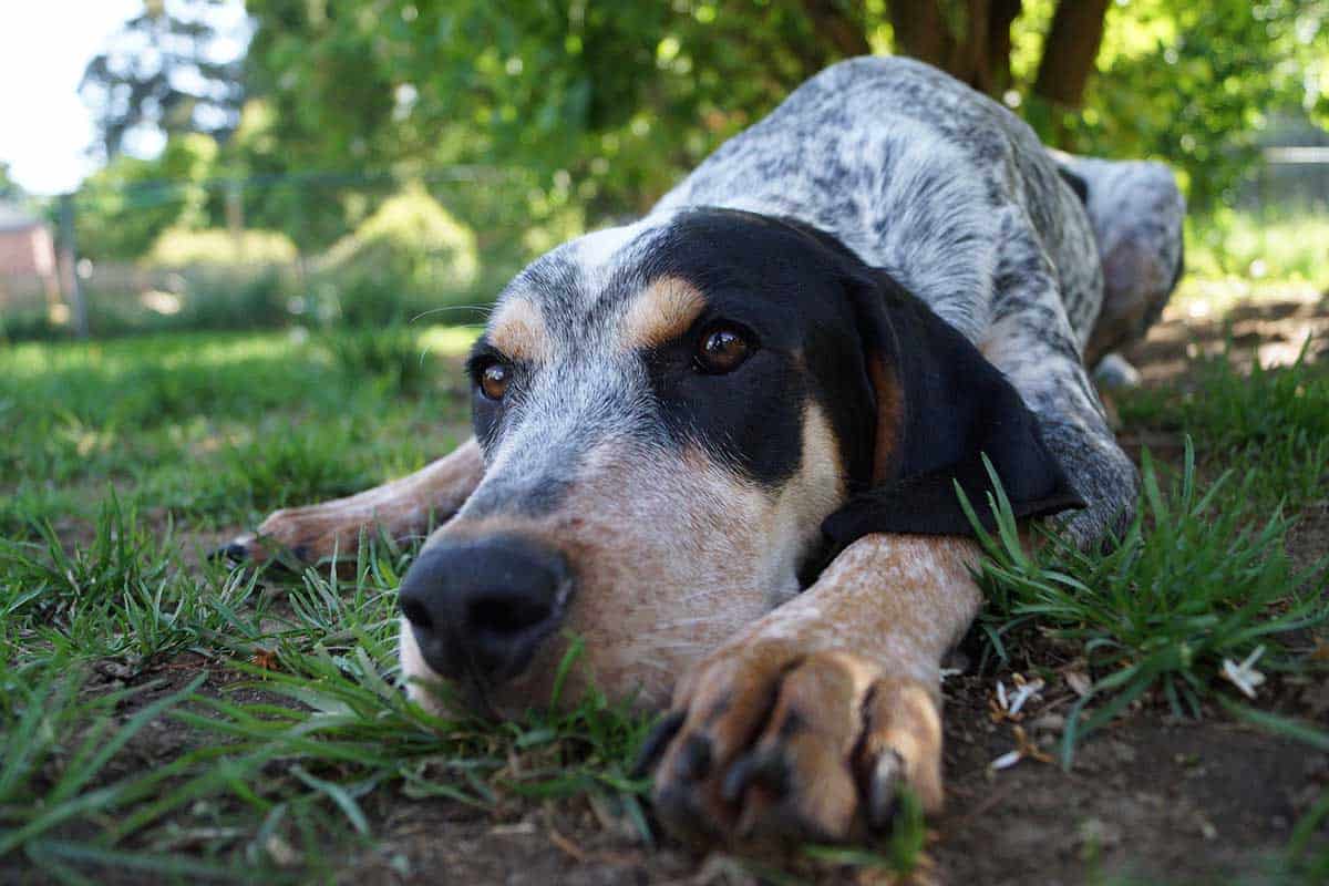 A coonhound laying on the ground A coonhound laying on the ground