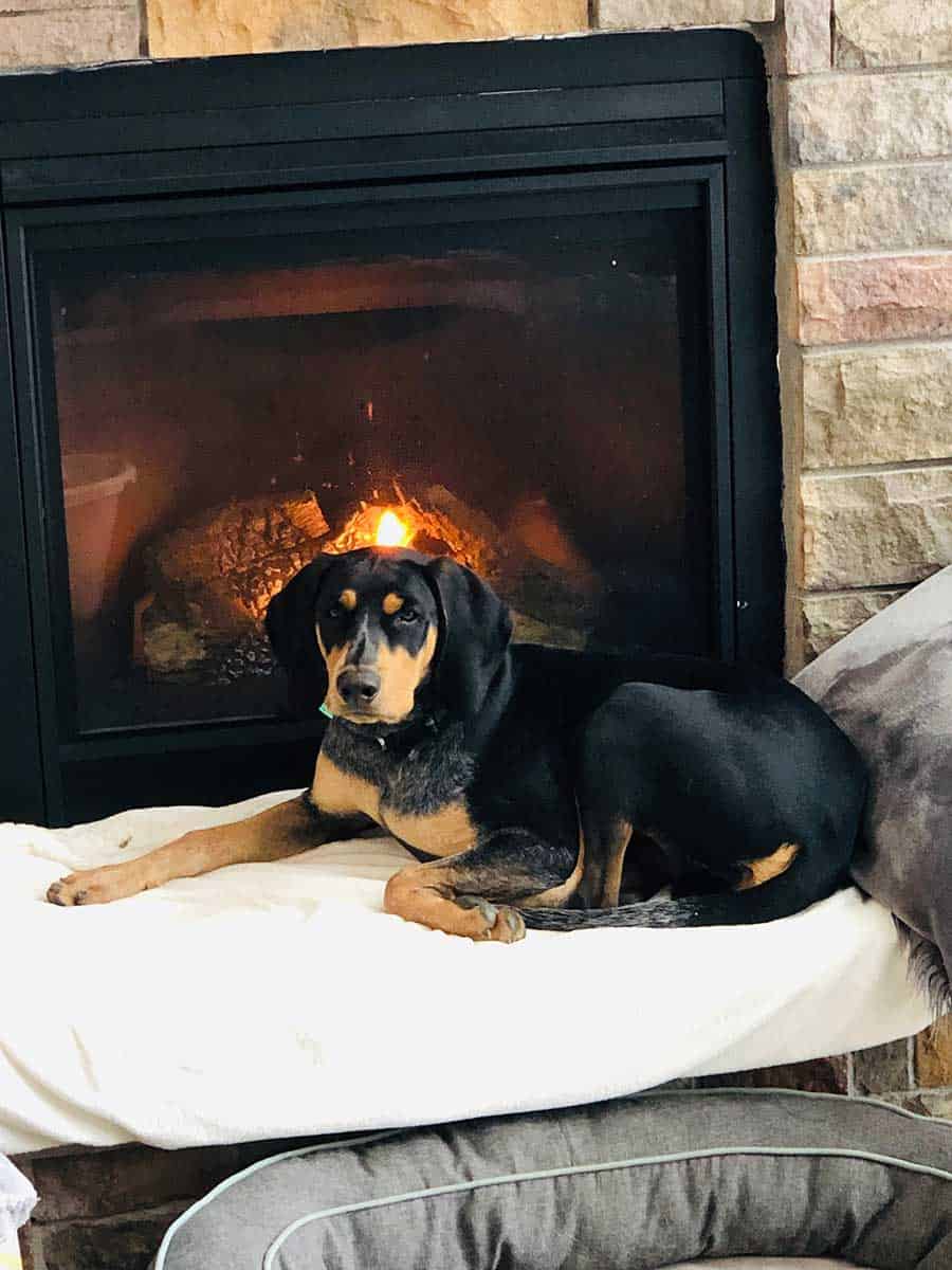 A dog laying near the fireplace A dog laying near the fireplace