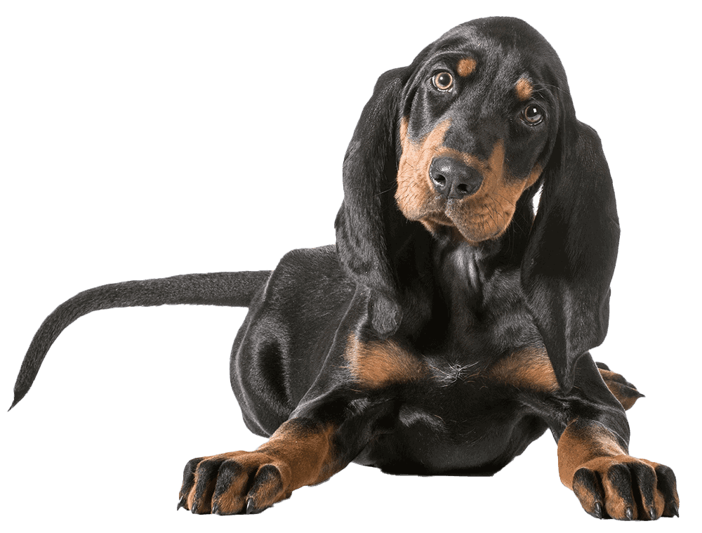 Hound dog Hound dog