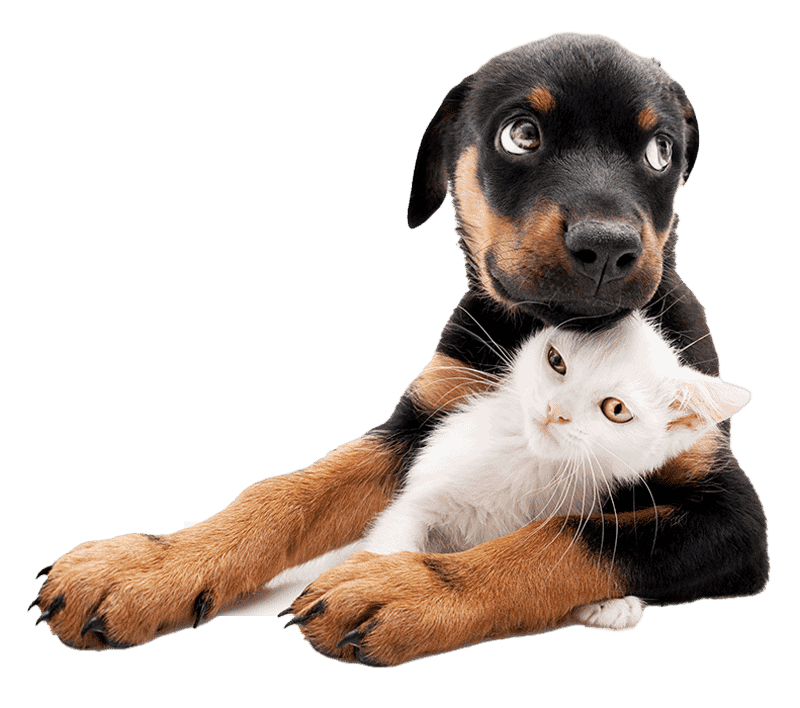 Puppy and Kitten Puppy and Kitten