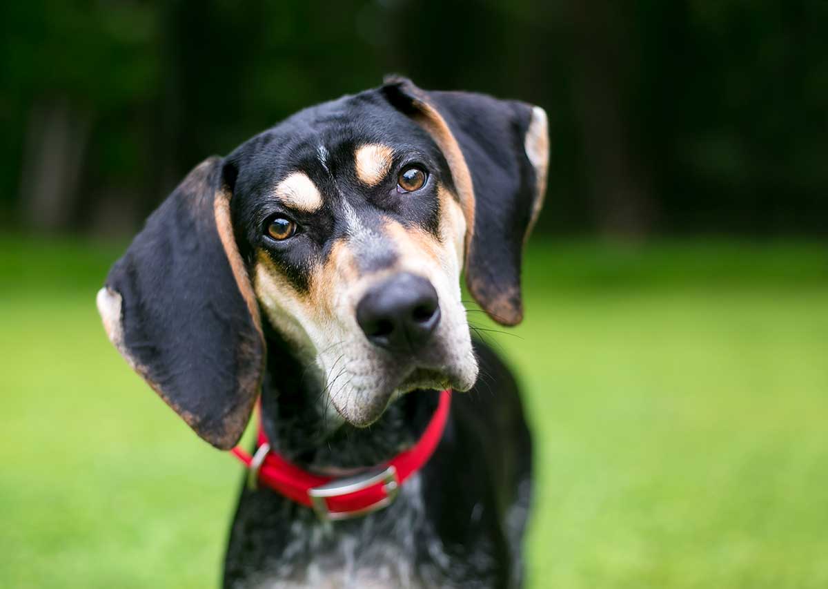 A curious coonhound A curious coonhound