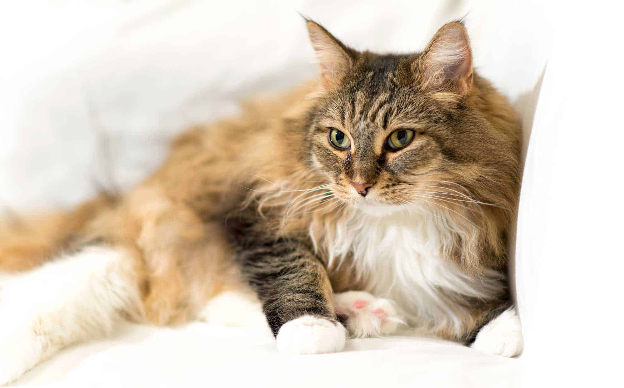 A cat on a pillow