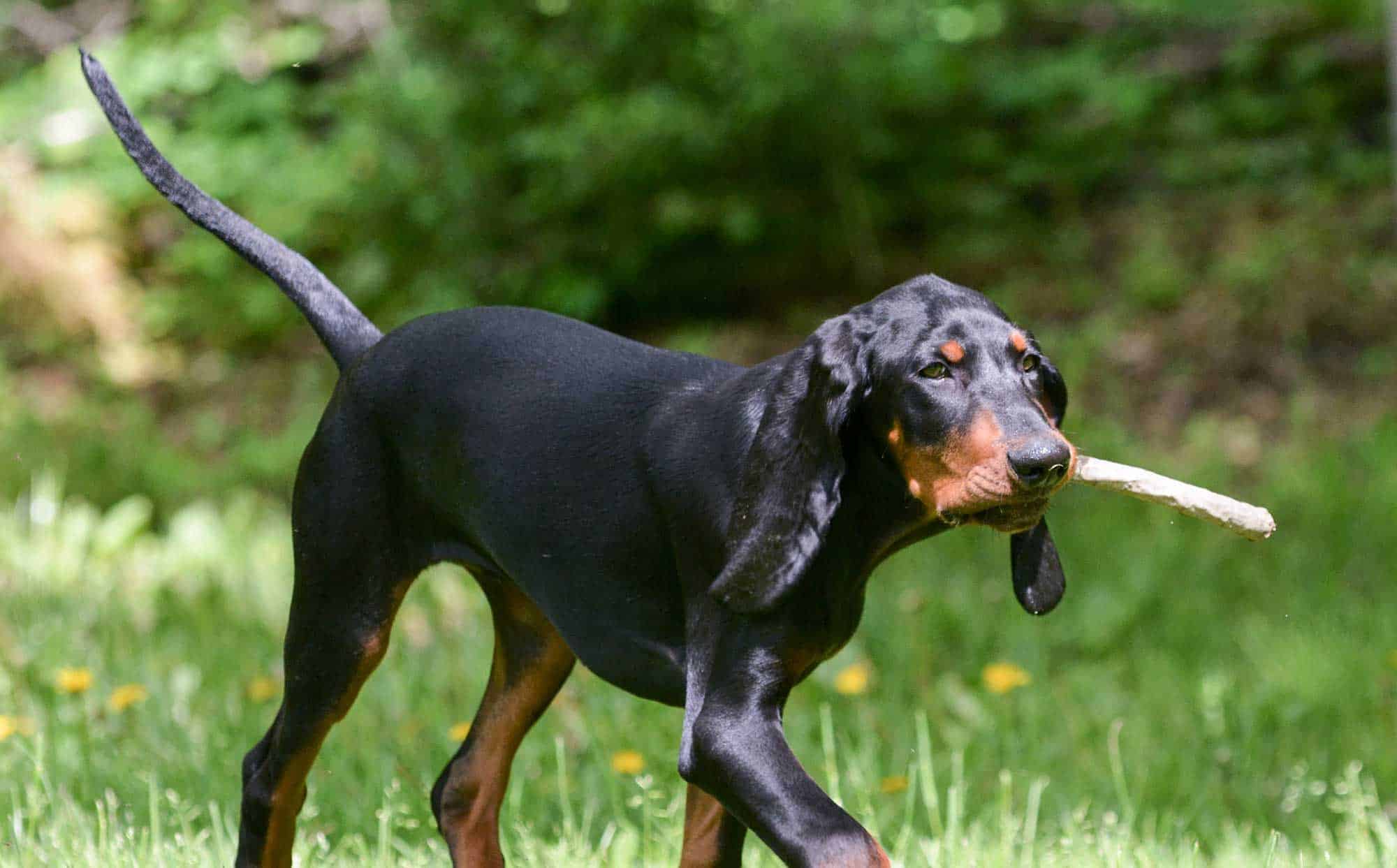 A hound carrying a stick
