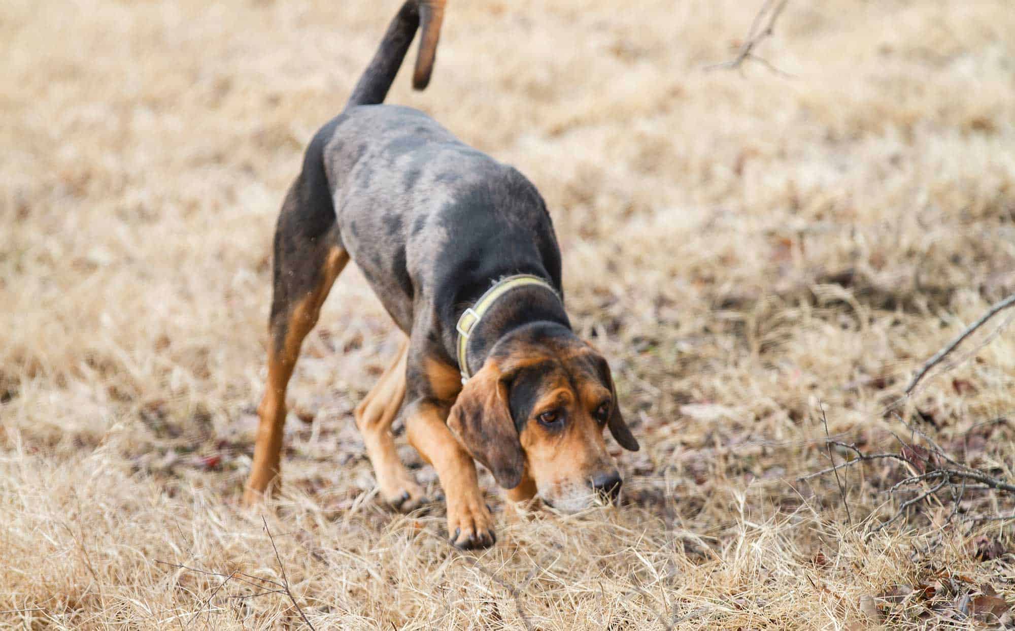 A hound on a scent trail