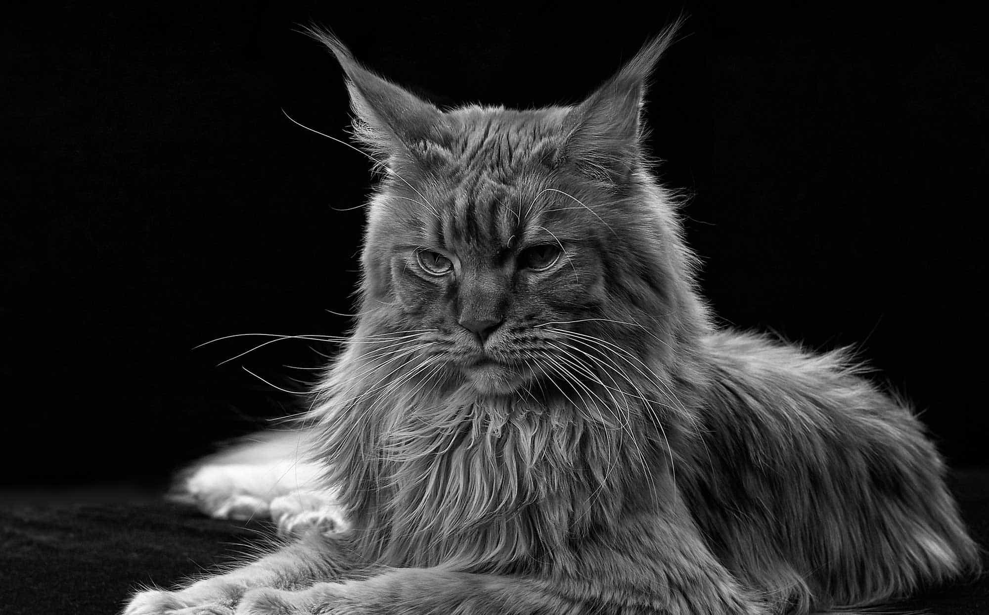 A cat laying on a pillow