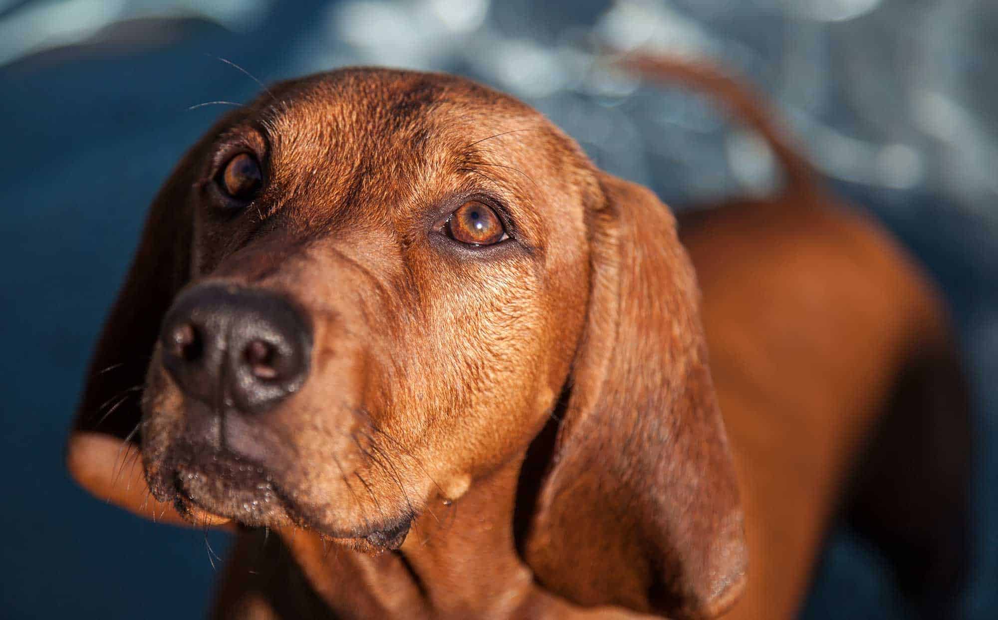 A hound looking up at you