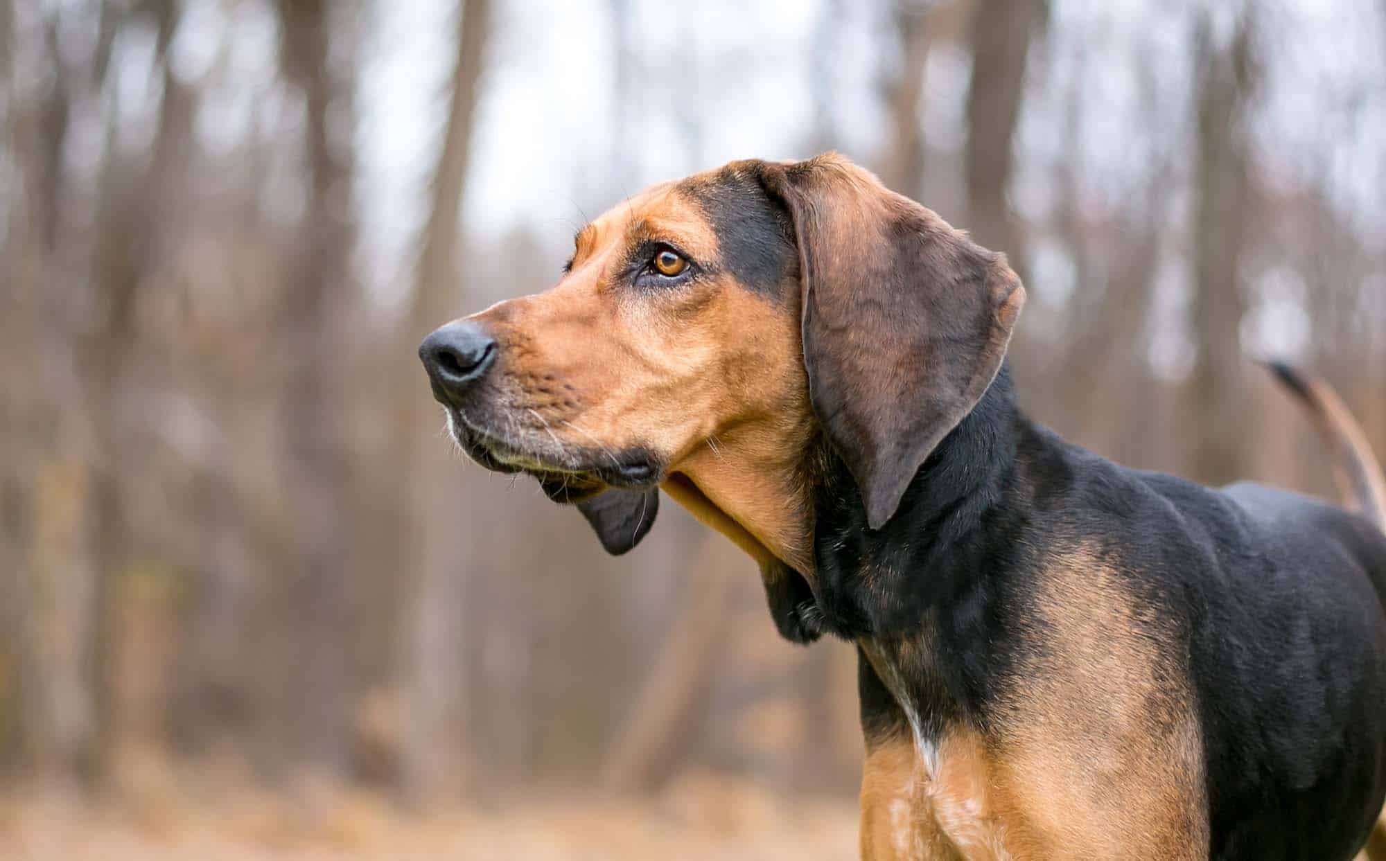 A hound in the woods