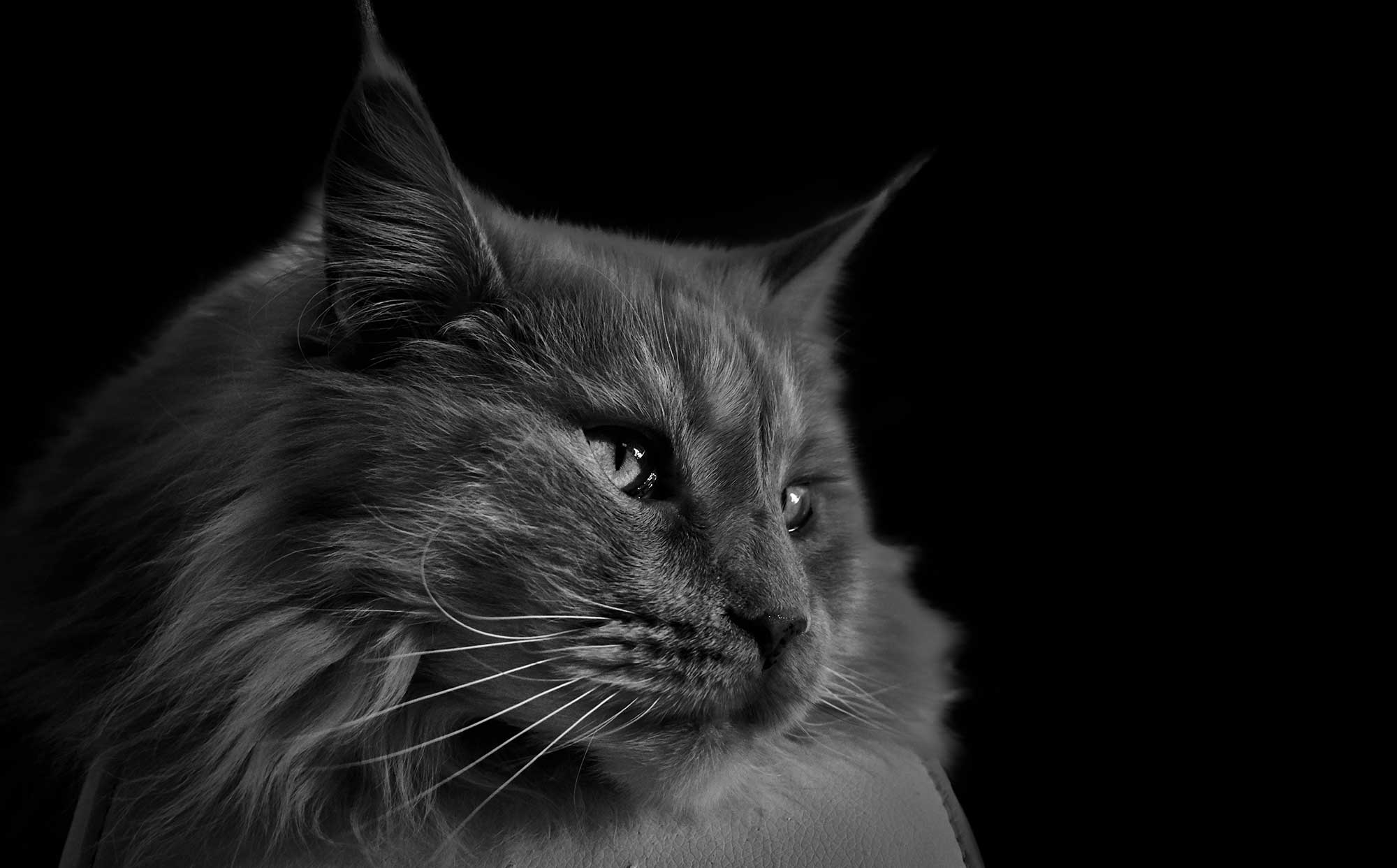 A cat on a dark background