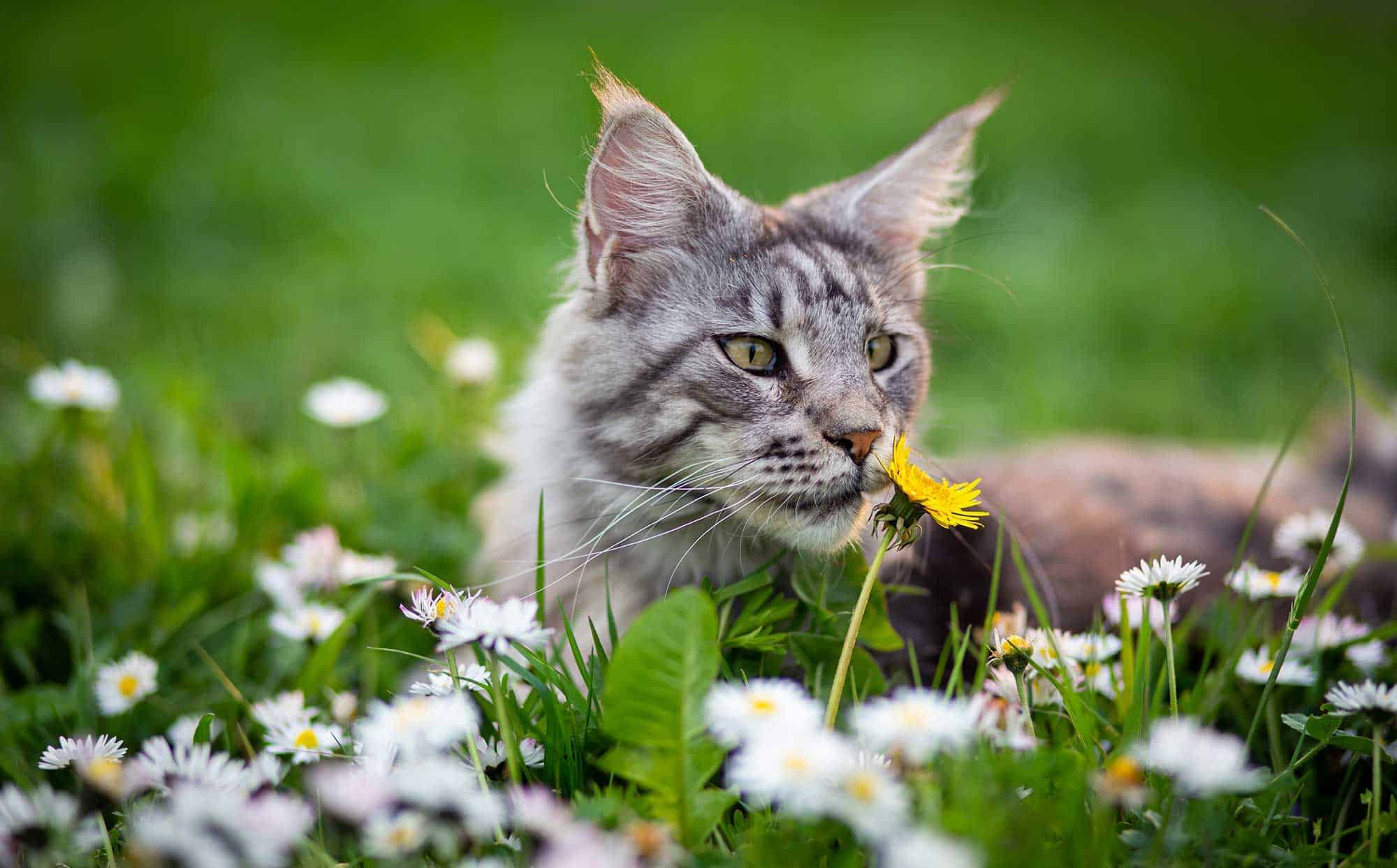 A cat in a field