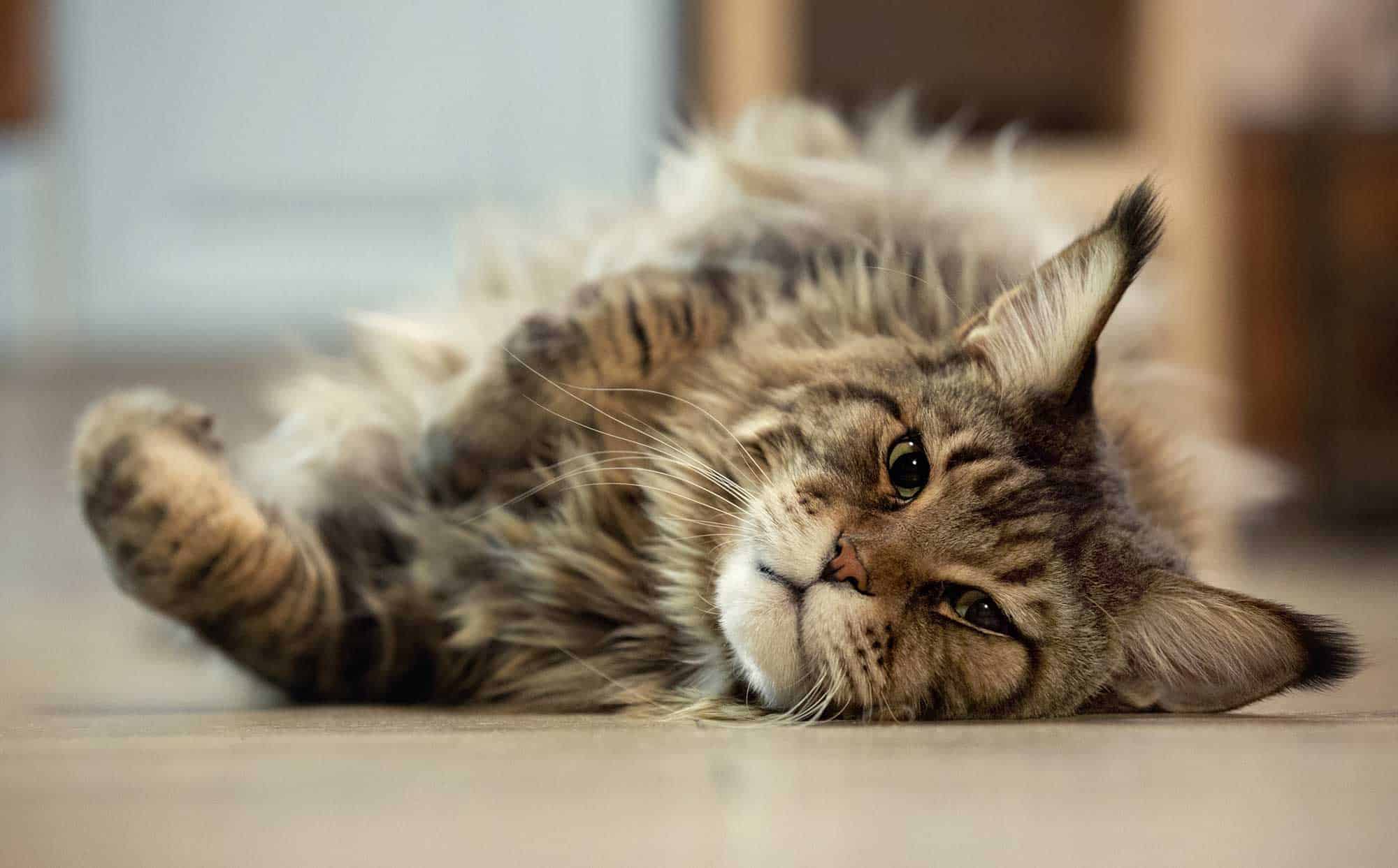 A cat rolling around on the floor
