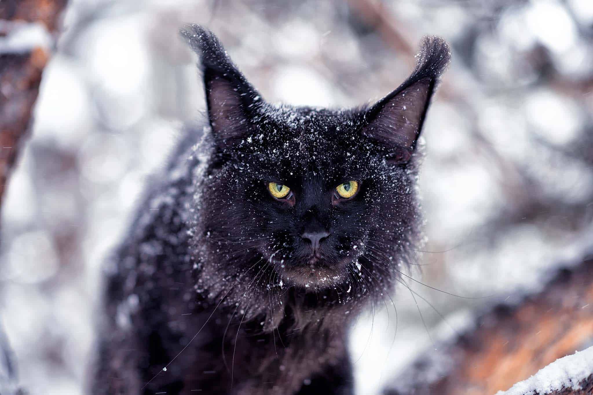 A cat in the snow