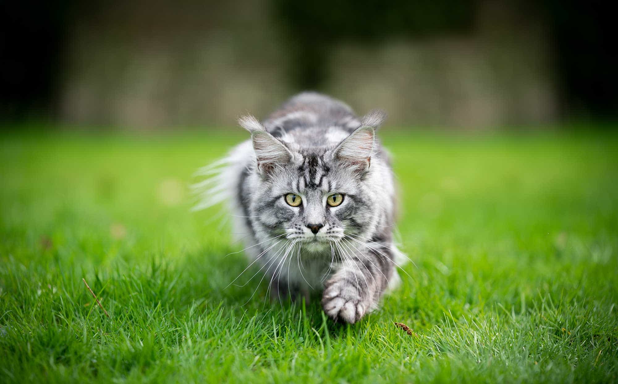 A cat running through a field